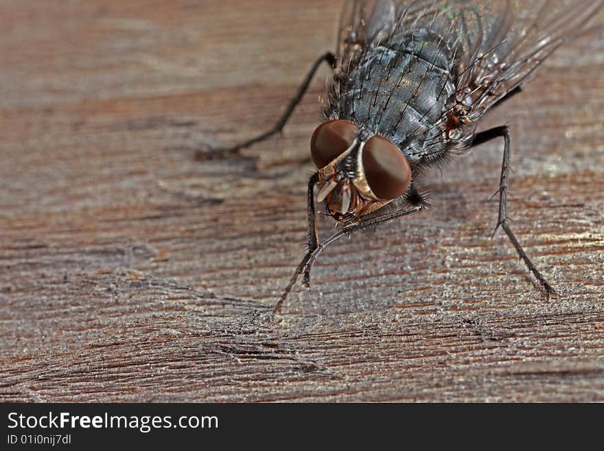 Closeup Of Fly On Wood