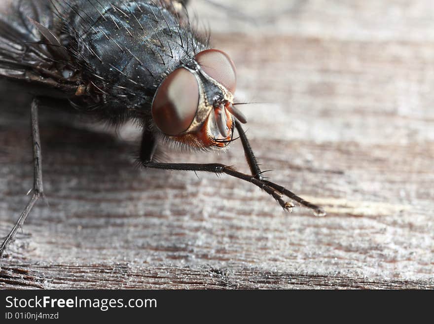 Extreme closeup of face of fly. Extreme closeup of face of fly