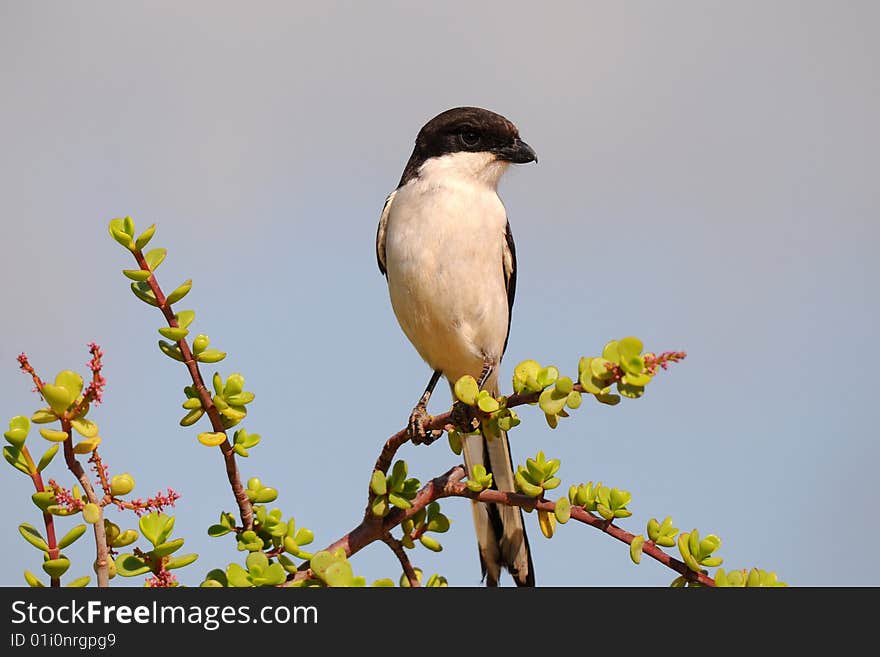 True shrikes are birds of open woodland. True shrikes are birds of open woodland