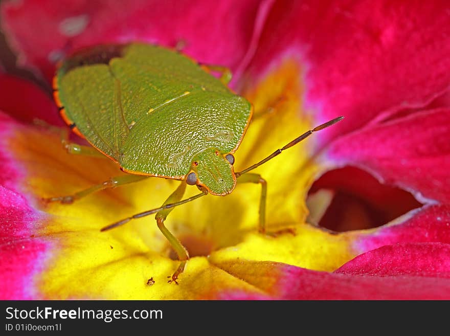 Stink Bug On Primrose