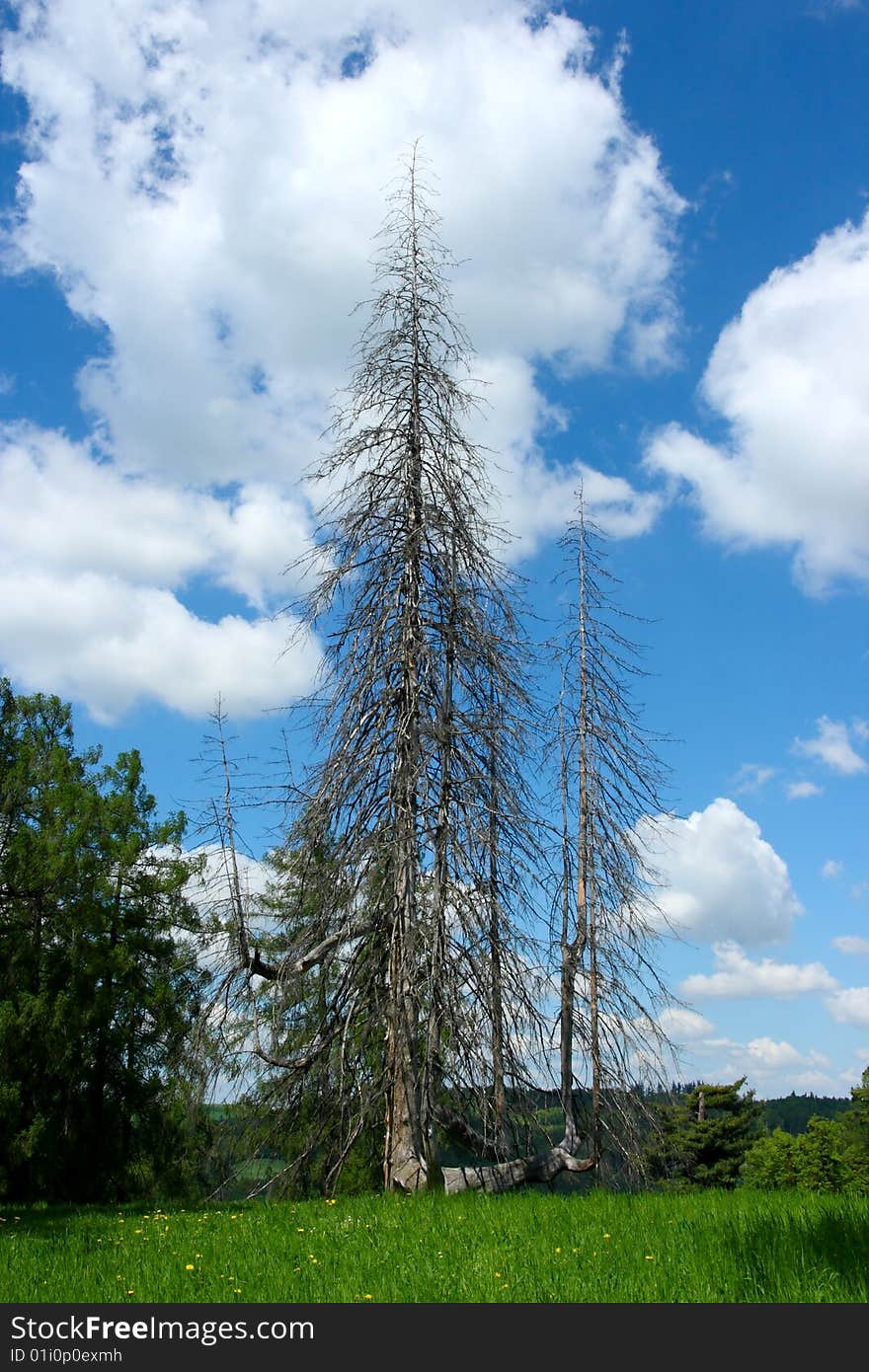 Dry old conifer in hot summer. Dry old conifer in hot summer