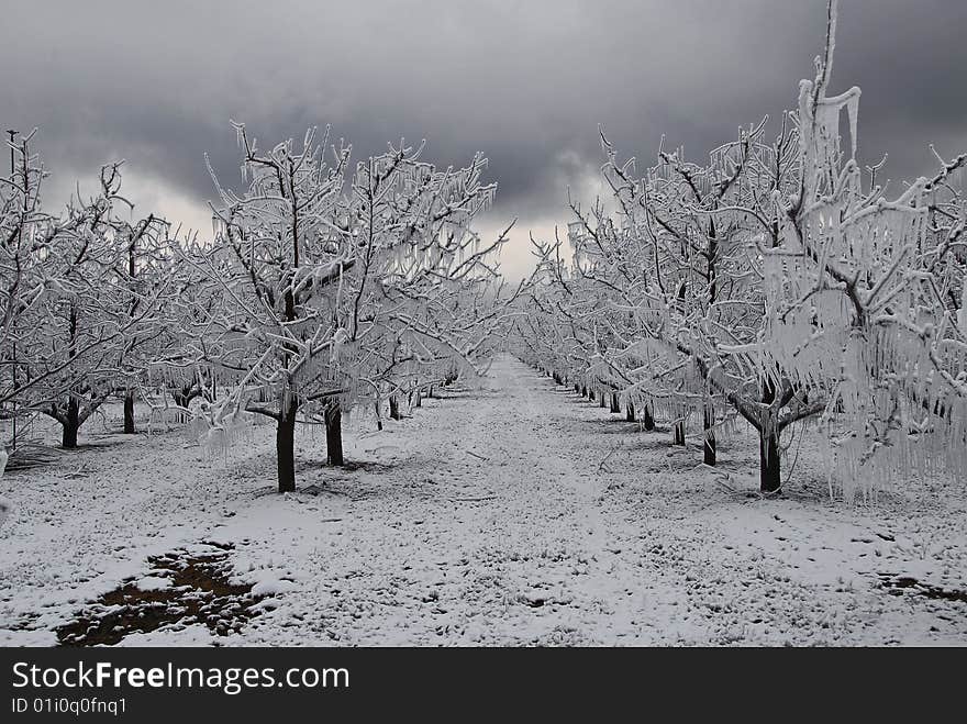 Apple orchard 2