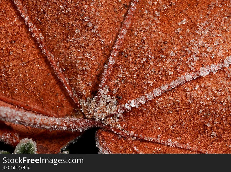 Extreme closeup of frost on a leaf. Extreme closeup of frost on a leaf