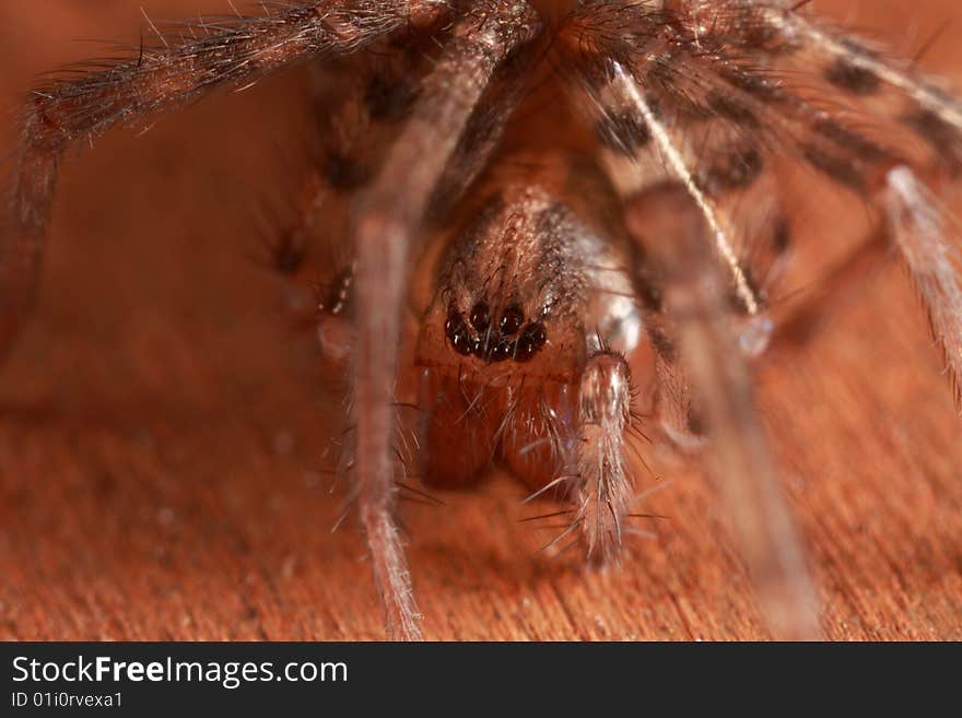 Closeup of front of ground spider. Closeup of front of ground spider