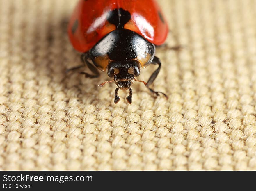 Front view of ladybug