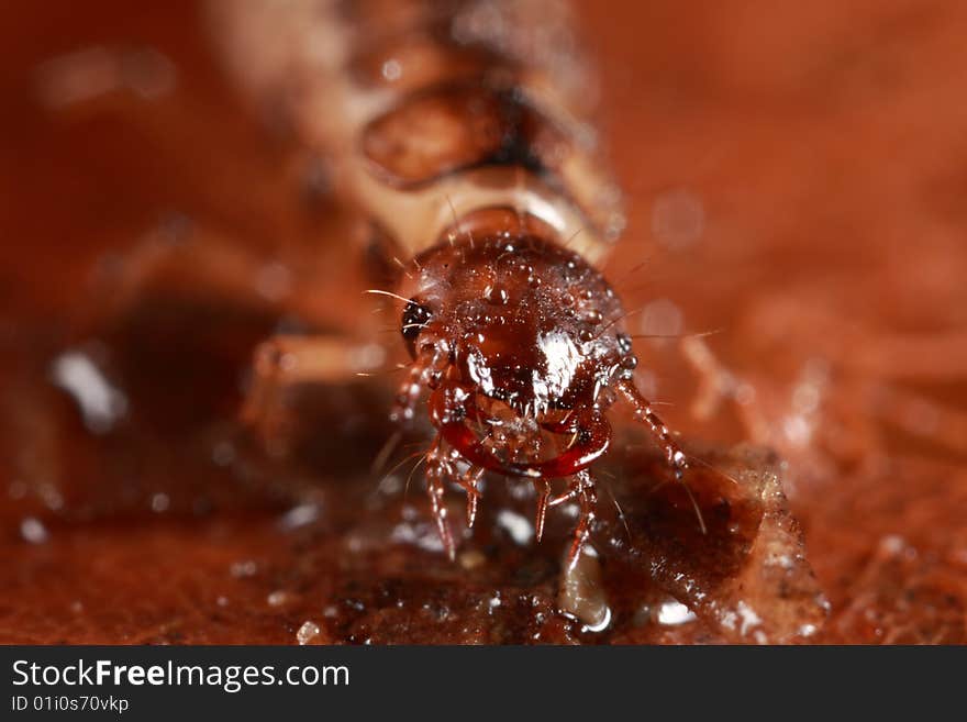 Closeup of predaceous beetle larva