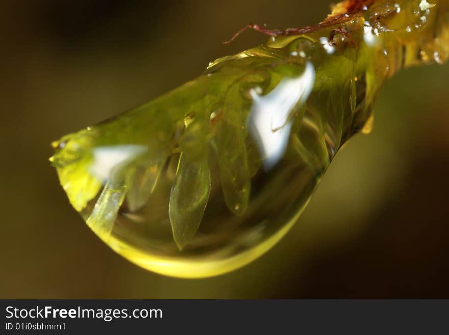 Closeup of moss inside a raindrop. Closeup of moss inside a raindrop