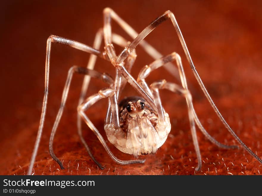 Harvestman on leaf