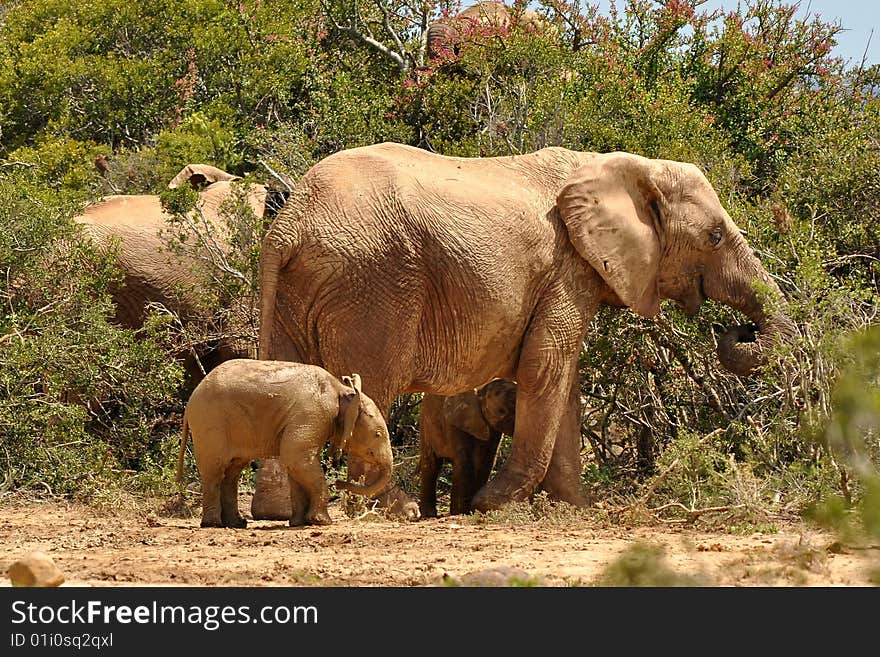 Herd of elephants