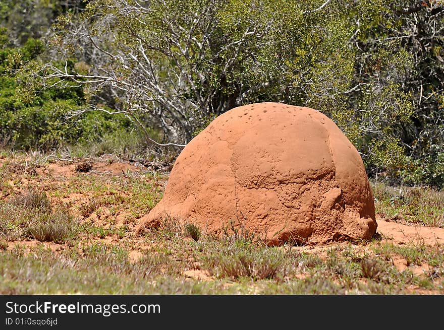 Addo elephant national park,south africa,nest,mound. Addo elephant national park,south africa,nest,mound