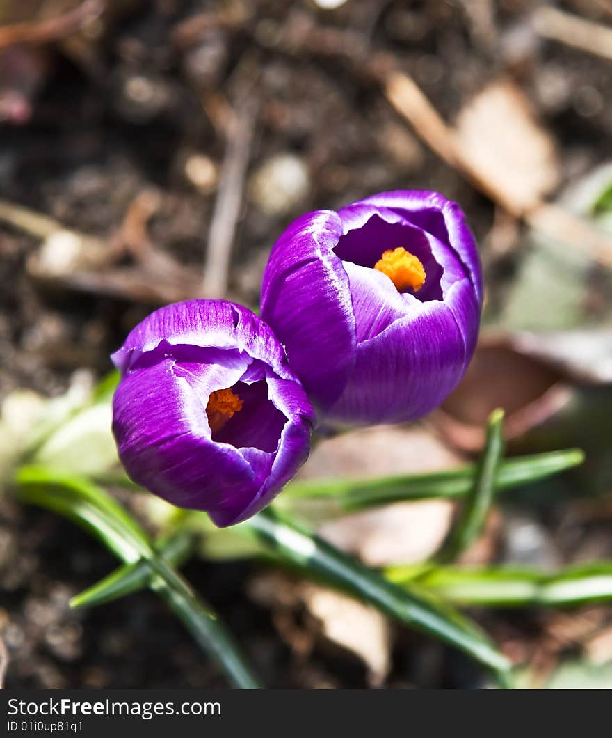 Crocus flowers