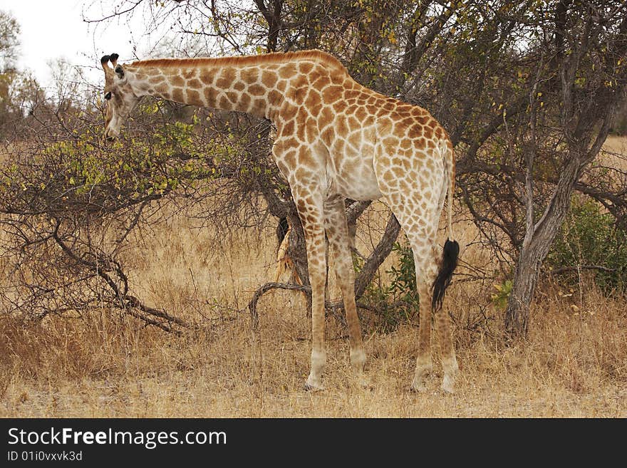 A giraffe (Giraffa camelopardis) browsing on a bush. A giraffe (Giraffa camelopardis) browsing on a bush