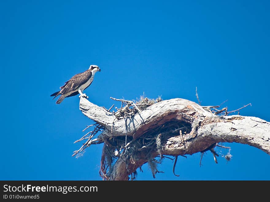 Nesting Female Osprey