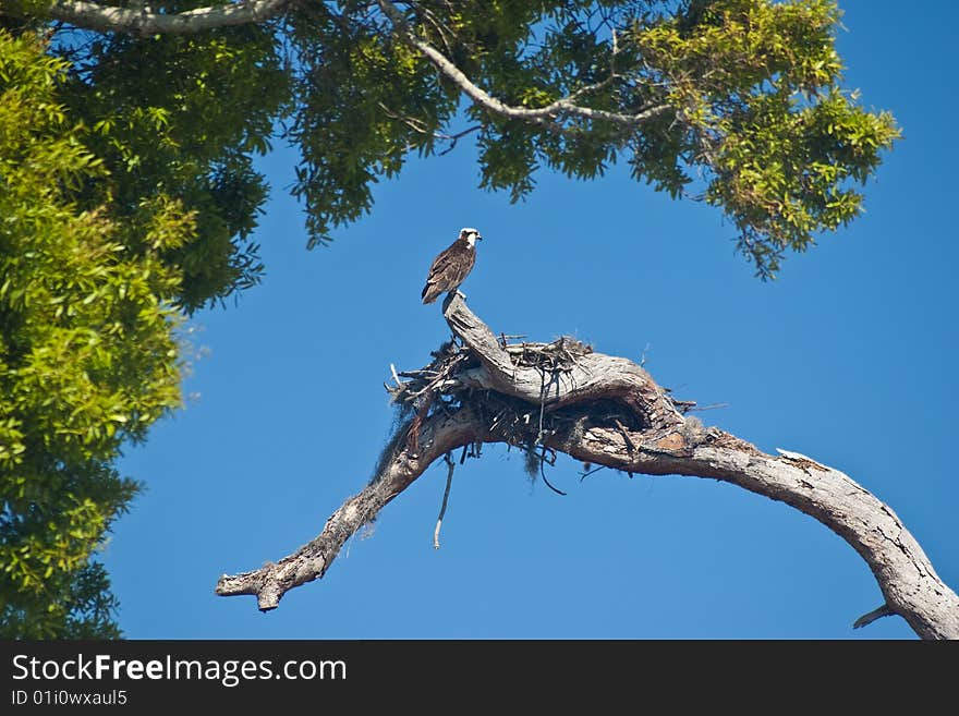 Osprey (Pandion haliaetus), sometimes known as the sea hawk, guarding its nest. Osprey (Pandion haliaetus), sometimes known as the sea hawk, guarding its nest.