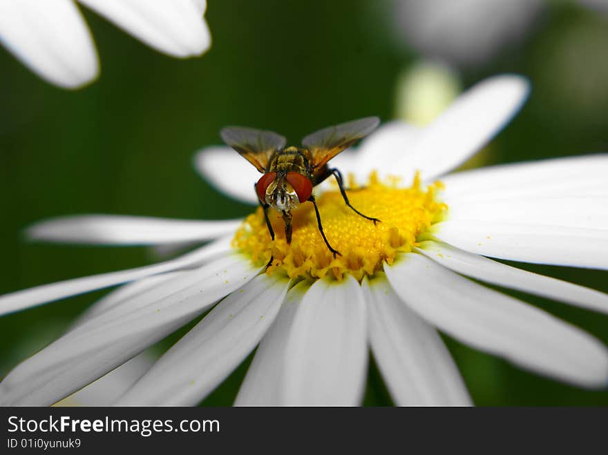 Fly on marguerite