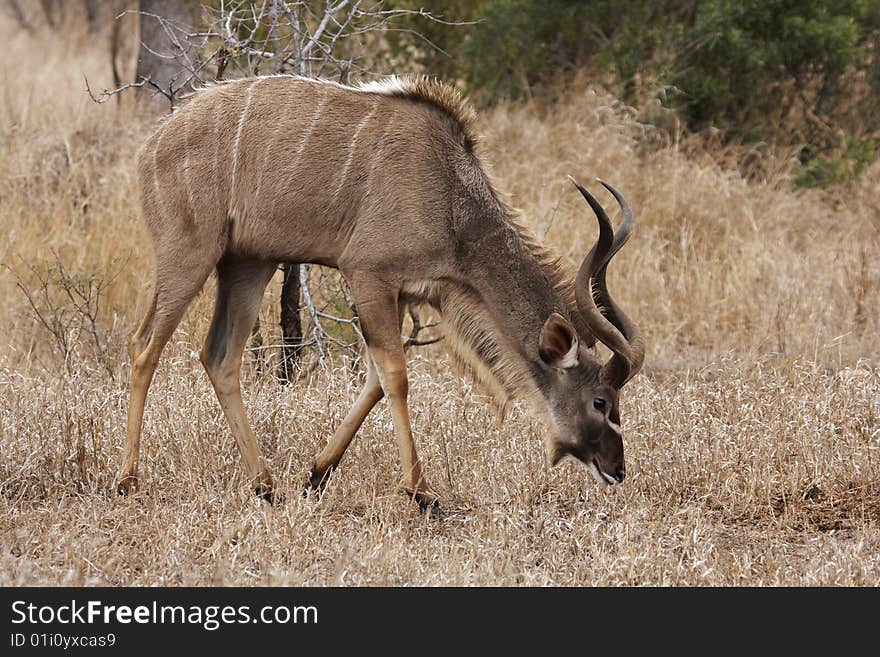 A kudu bull (Tragelaphus strepsiceros) grazing on dry winter grass. A kudu bull (Tragelaphus strepsiceros) grazing on dry winter grass