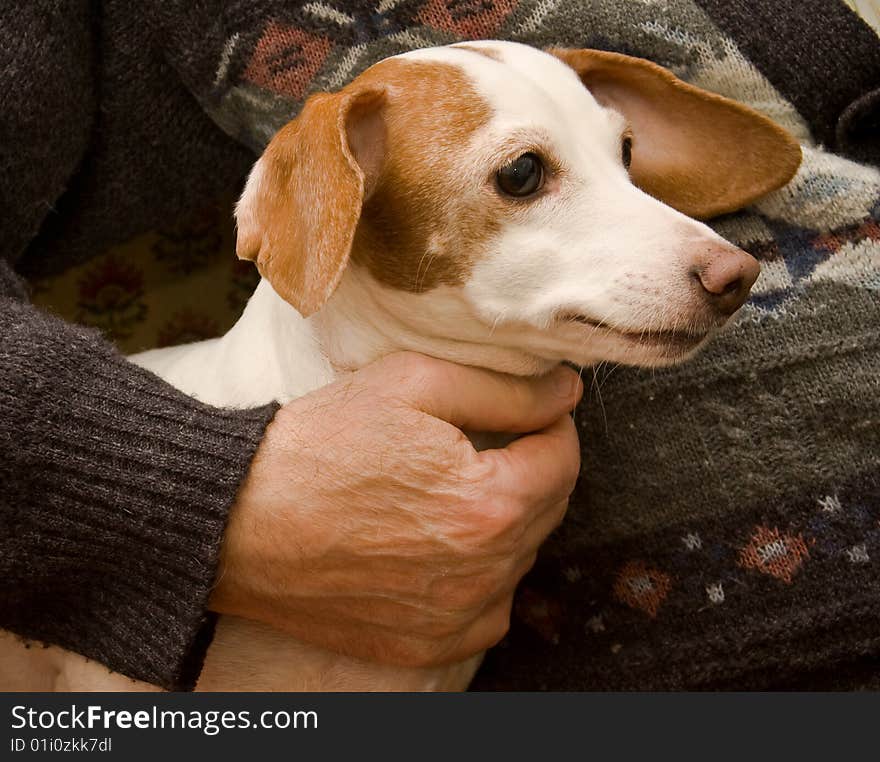 Cool dog sitting near oldman