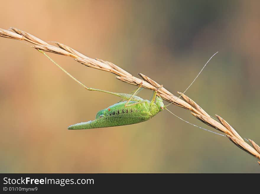 Macro green grasshopper