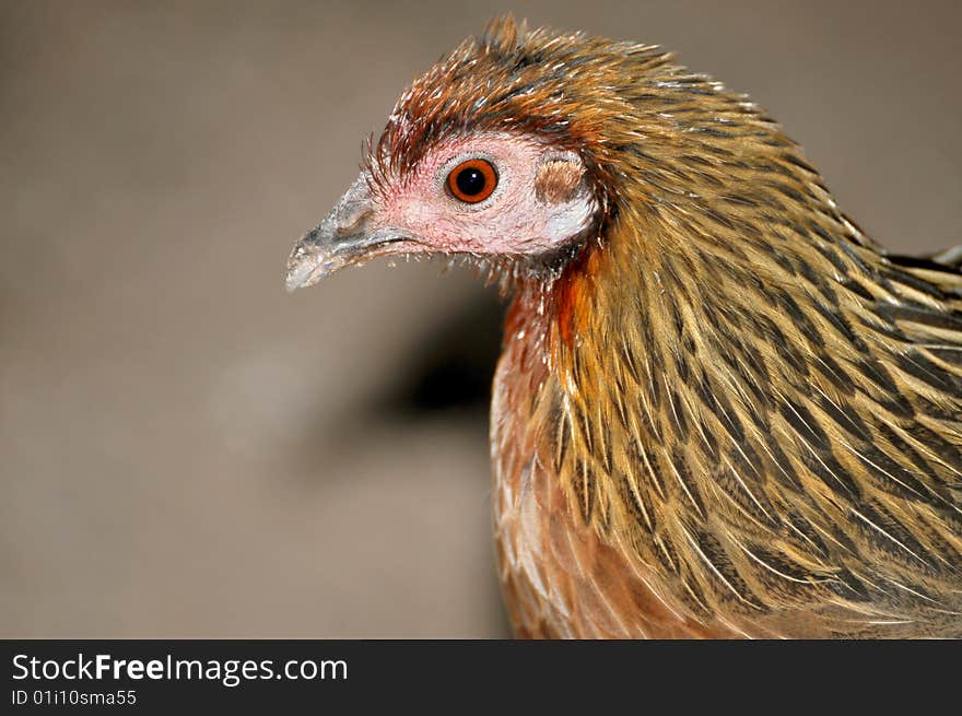 Pheasant males are usually larger than the females, and have longer tails. Males play no part in rearing the young. Pheasants typically eat seeds and some insects. While on the ground, a collection of pheasants is called a nye. The best known species of pheasant is called common pheasant which is widespread throughout the world in introduced feral populations and in farm operations.