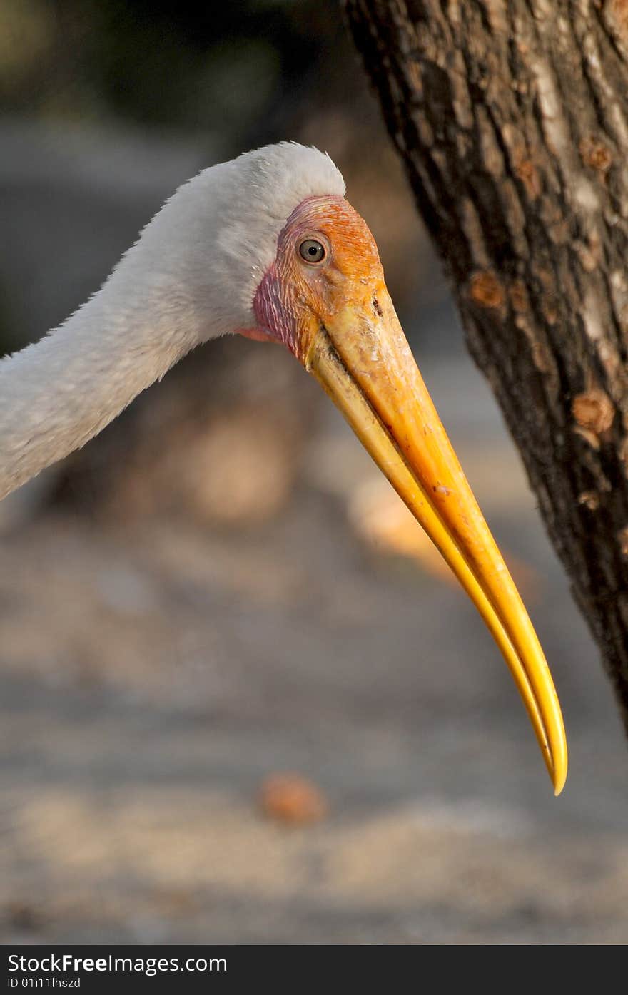 Closeup of painted stork looking great.