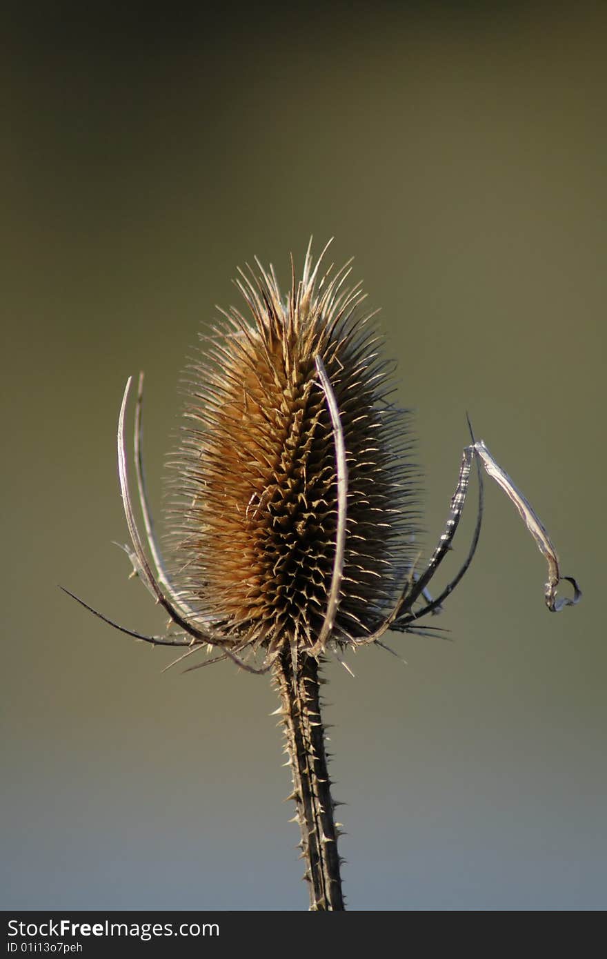 Wild riverside thistle