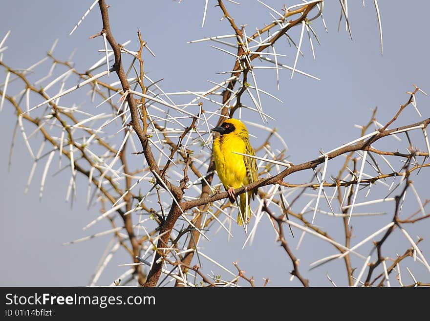 Male weaver in its environment