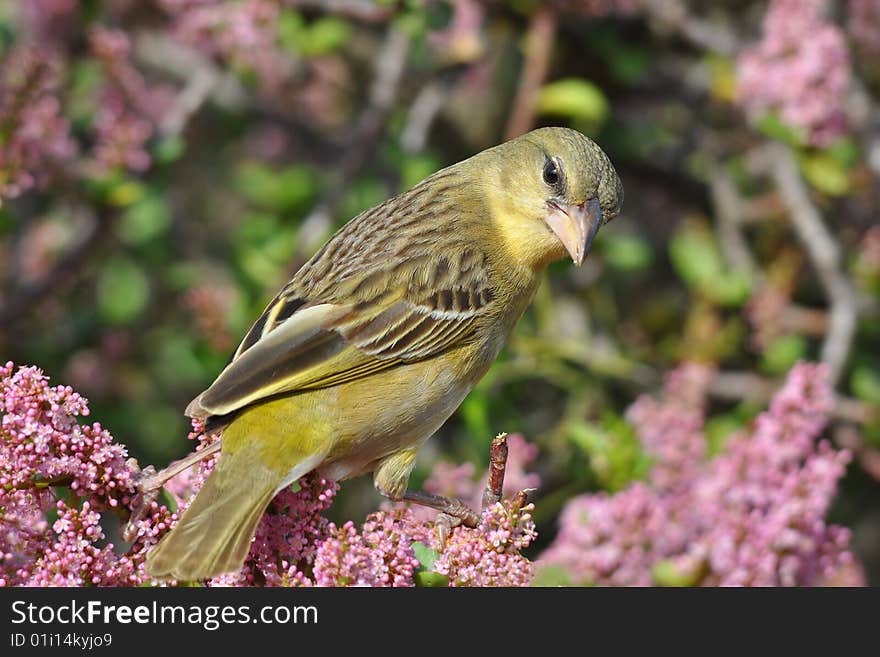 Female spotted-back weaver