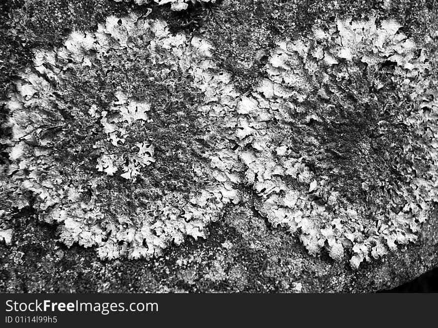 Lichen on a stone in black and white.