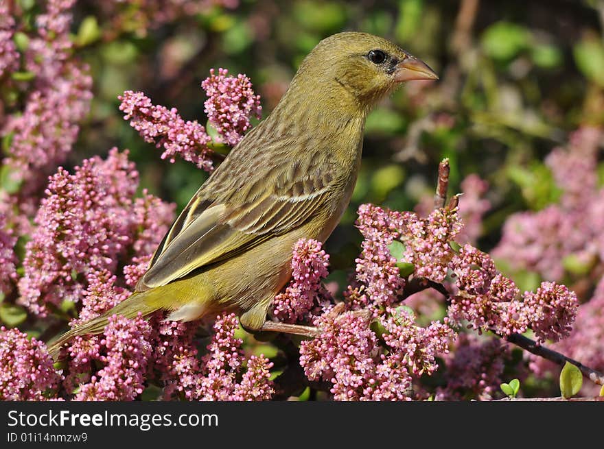 Female spotted-back weaver