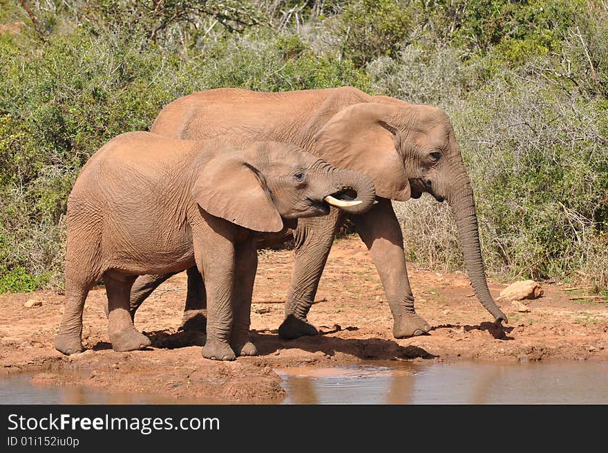 Young elephants at watering place