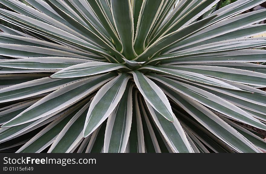 White and green agave cactus plant macro creates a starburst pattern and an optical illusion of movement. Good for a nature or foliage background.