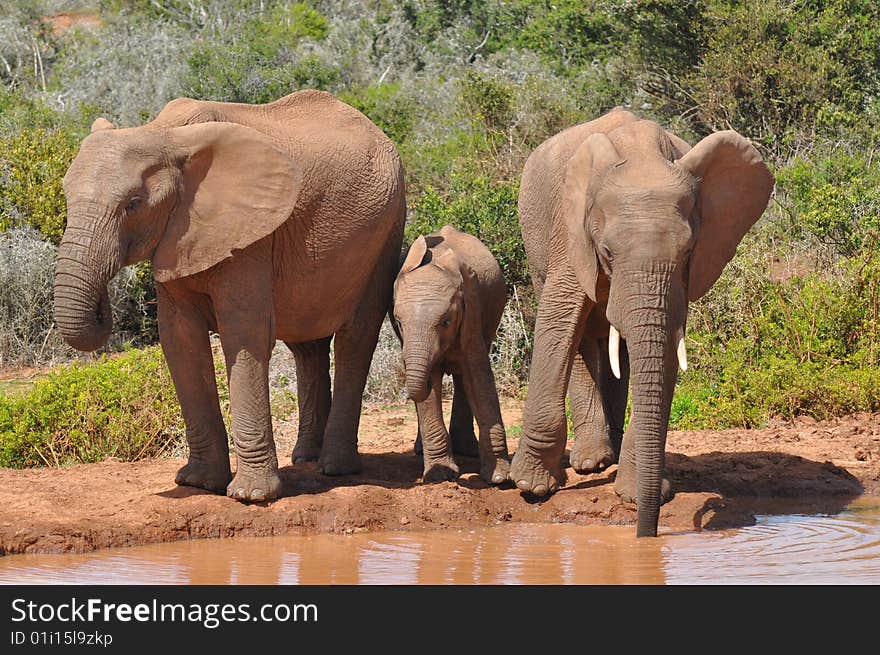 Elephants At Watering Place