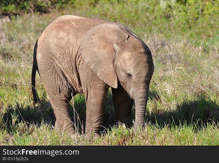 Young 5weeks old elephant baby