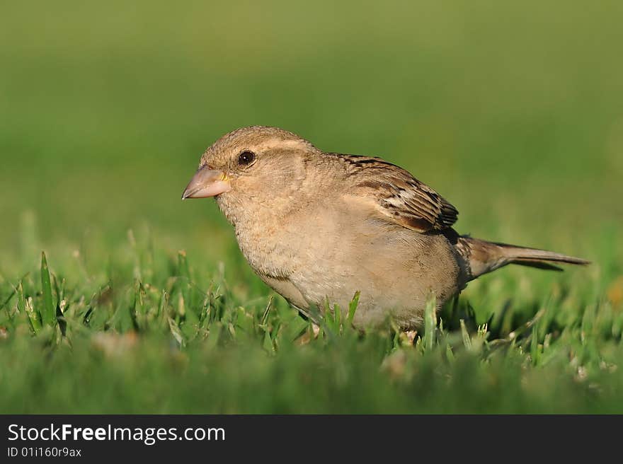 Southern Grey-headed Sparrow