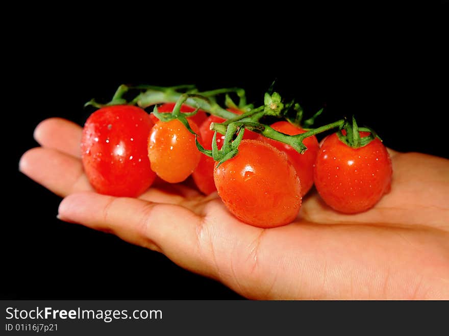 Tiny Red Tomato