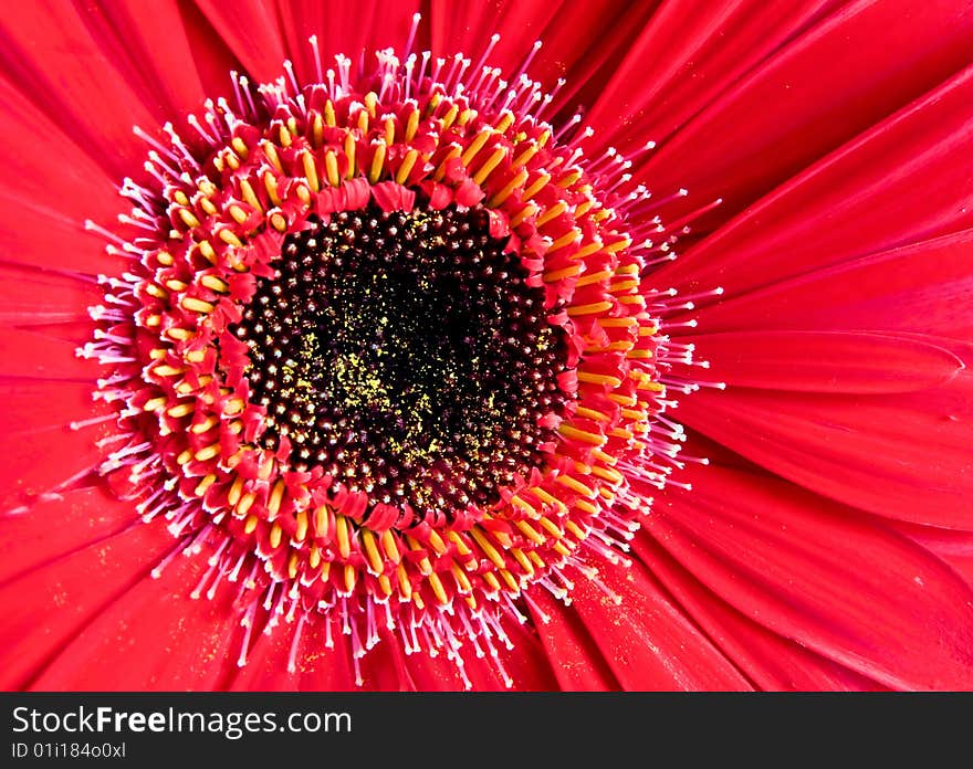 Gerber Daisy Macro