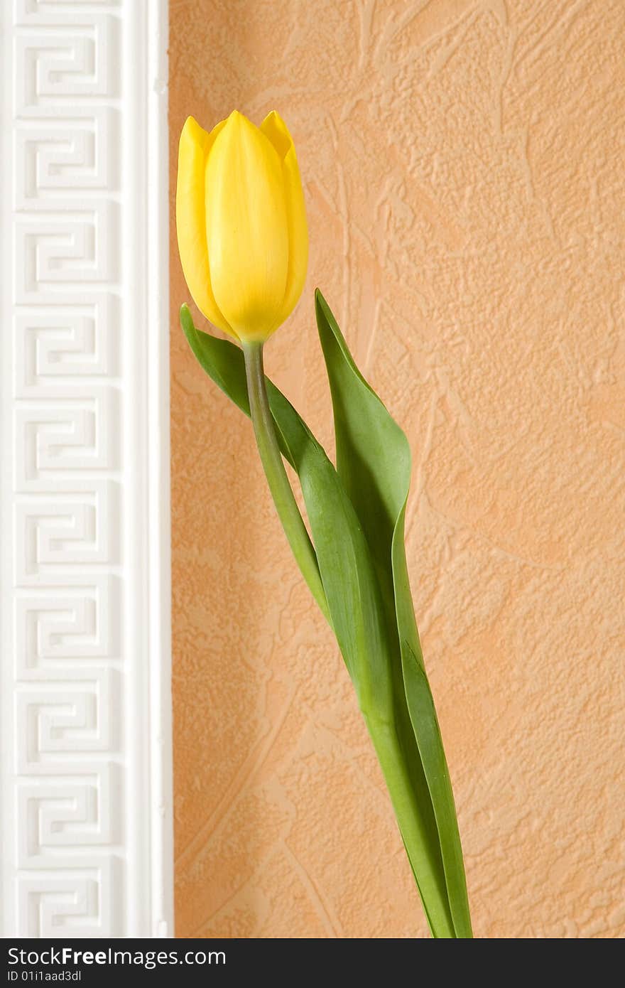 Close-up of the yellow tulip isolated on orange background