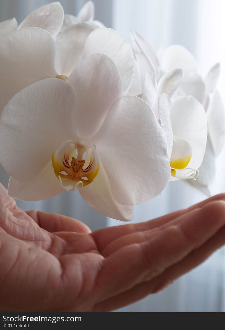 White orchid blossom in detail with hand