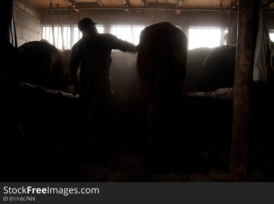 Horse cleaning. Farm in Bieszczady Mountains. Poland.