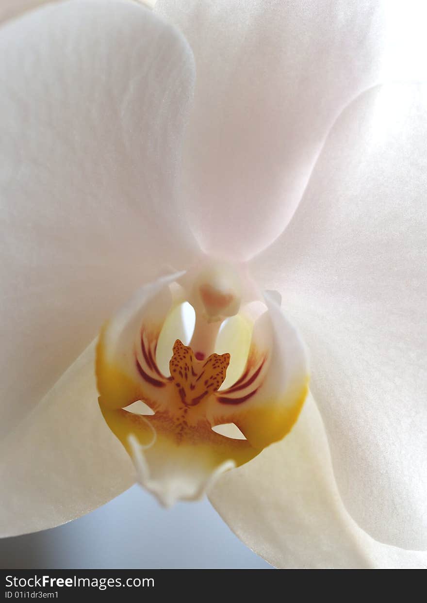 White orchid