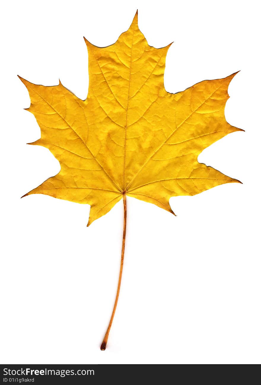 Autumnyellow maple leaf isolated on white background