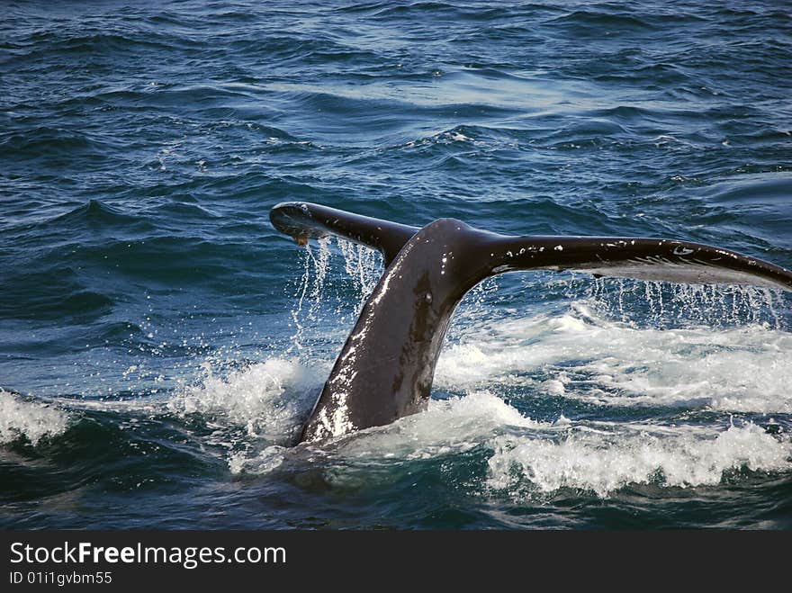 Alaskan humpback whale swimming and diving. Alaskan humpback whale swimming and diving