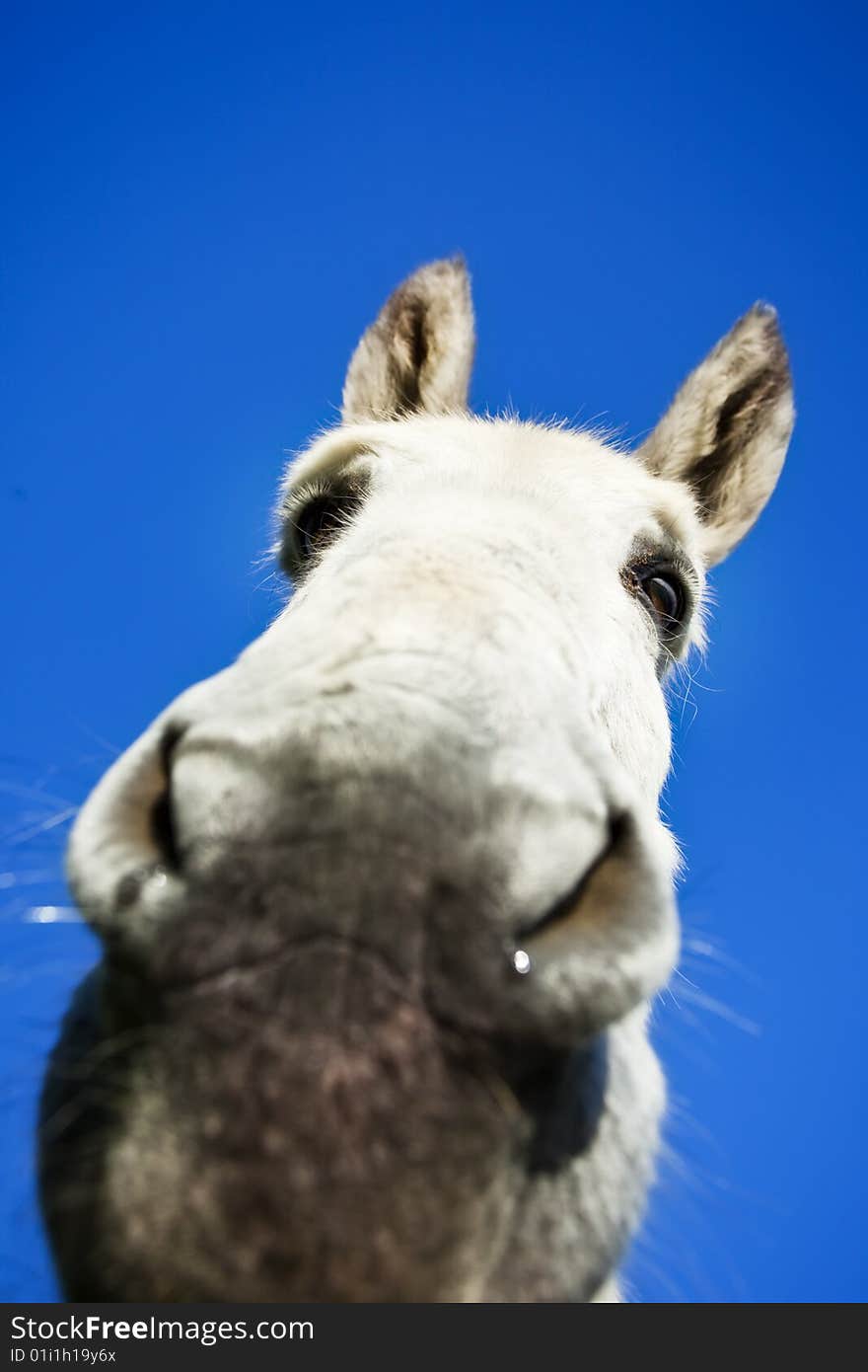 White donkey over clear sky. Focus on eyes.