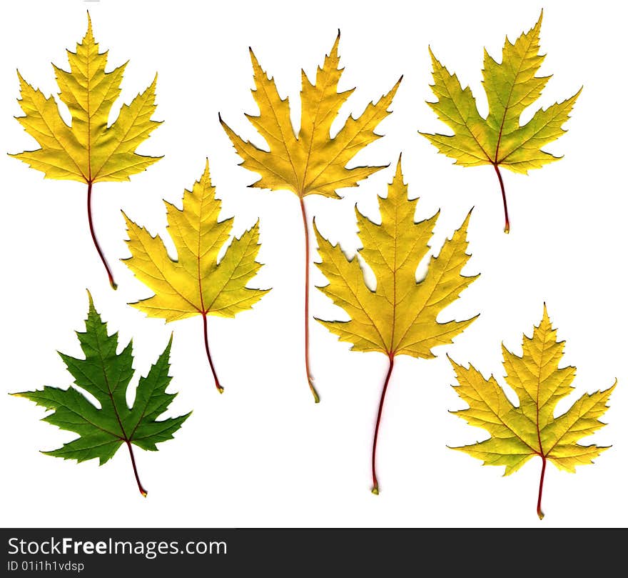 Many different autumn leaves isolated on white