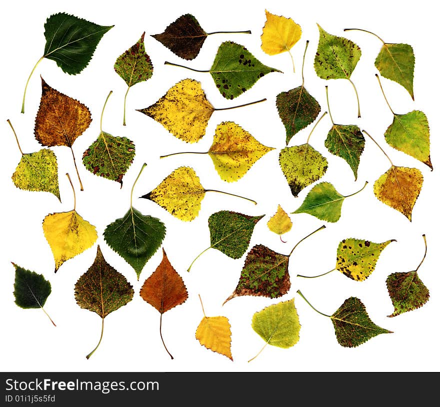 Many different autumn leaves isolated on white. Many different autumn leaves isolated on white