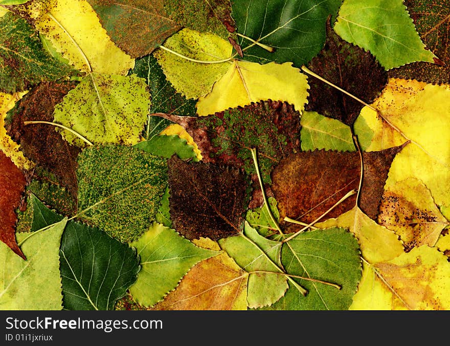 Background: many different autumn poplar leaves