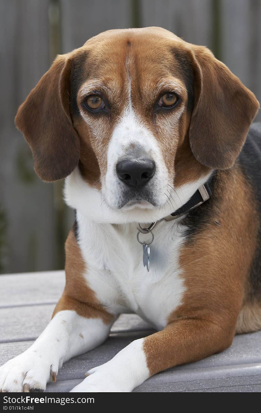 A Beagle