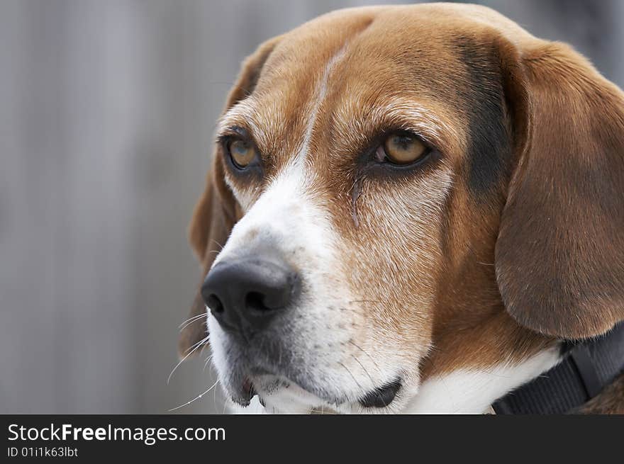 A cute picture of a young beagle