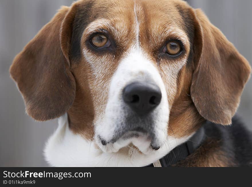 A cute picture of a young beagle. A cute picture of a young beagle