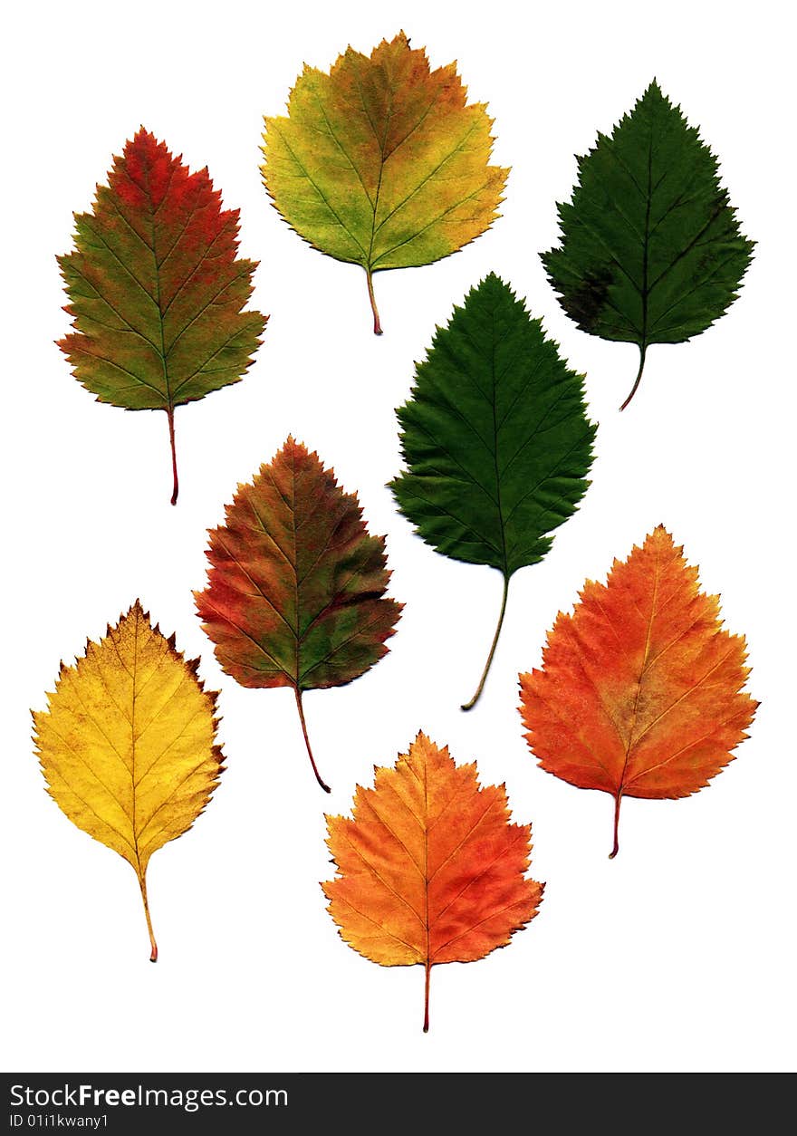 Many different autumn leaves isolated on white